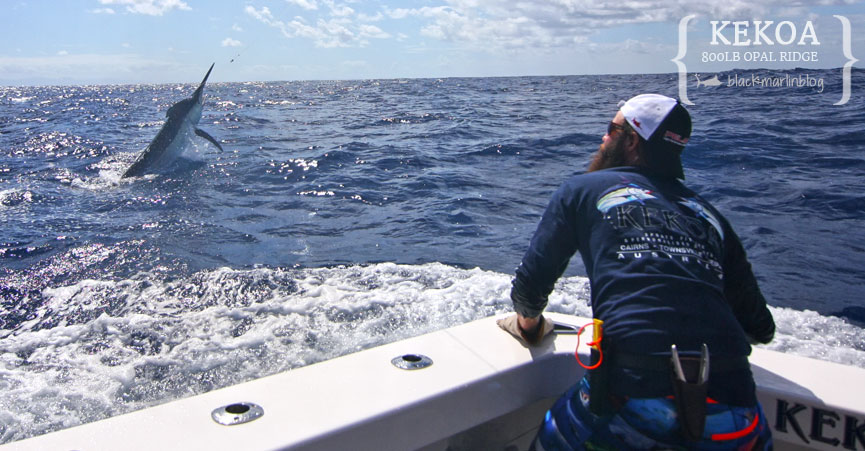 cairns-big-black-marlin-yorkeys-knob-light-tackle-slam-results