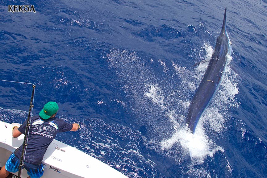 2014-lizard-island-black-marlin-classic-day-5-pointy-end-comp