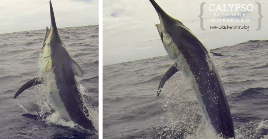 great-big-black-marlin-day-great-barrier-reef