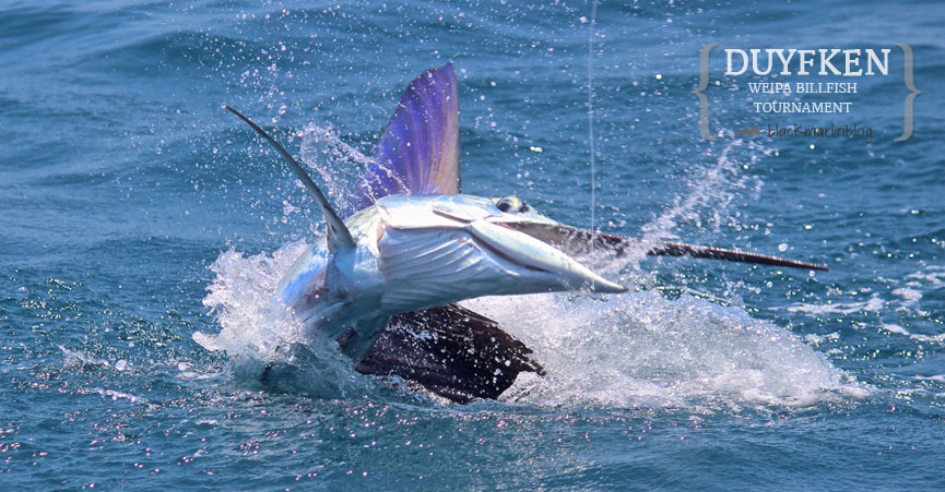 cairns-black-marlin-weipa-tournament-results-sunshine-coast-blue-marlin-mon