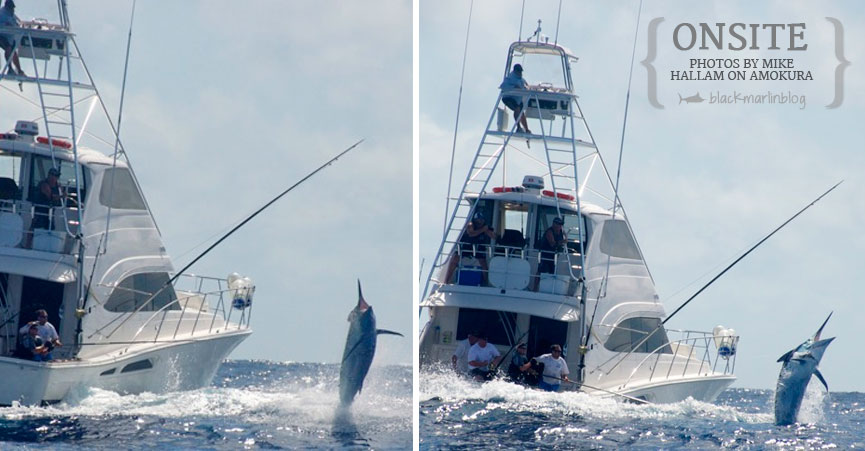 great-giant-black-marlin-photos-cairns-season-2014