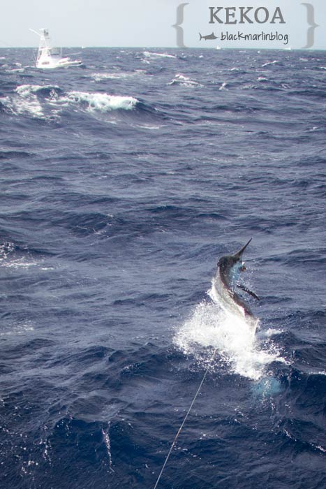 kekoa-black-marlin