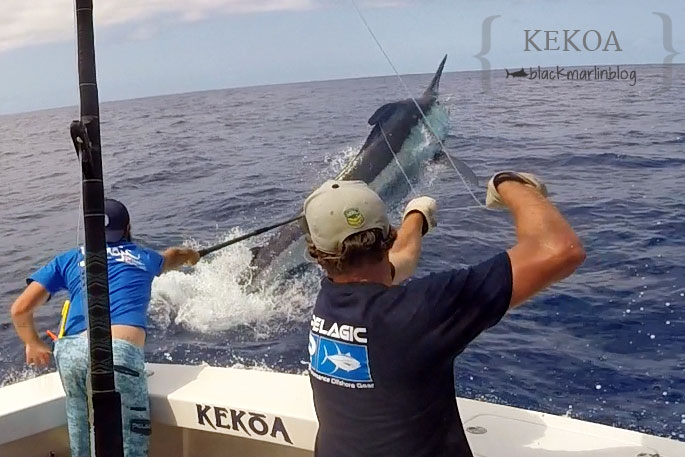 KEKOA big marlin