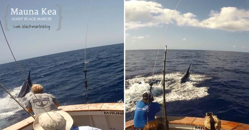 2014-lizard-island-black-marlin-classic-day-4-big-fish-swim-twos-threes