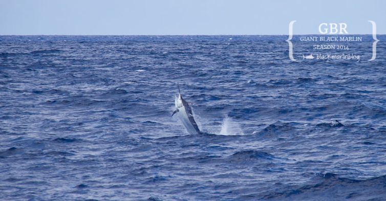 black-marlin