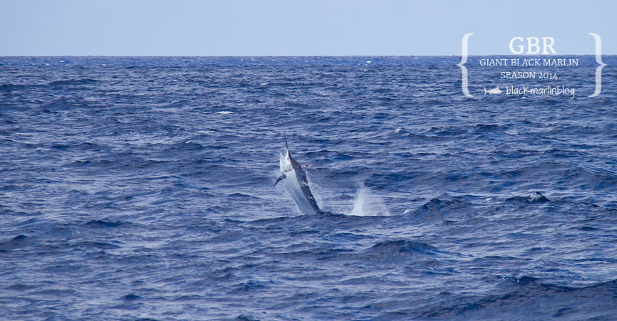 port-douglas-marlin-challenge-flip-switch