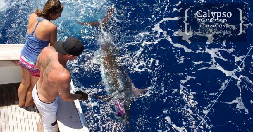 hot-fishing-blue-black-marlin-off-fraser-cairns-late-season-blacks