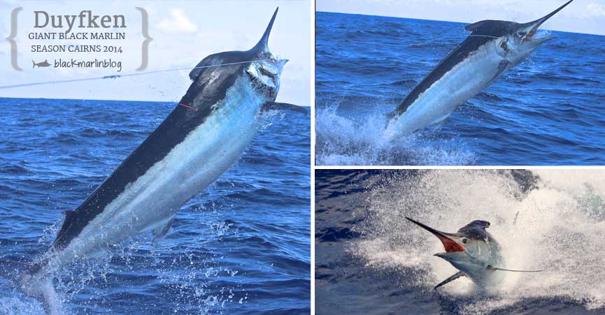 cairns-black-marlin-season-winding