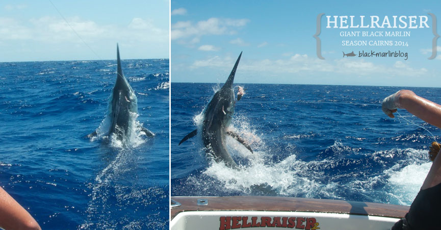 cairns-big-black-marlin-blues-goldy-montebello-sails-blacks