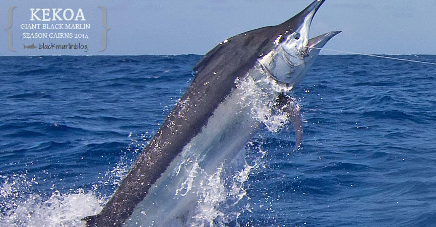 cairns-giant-black-marlin-makaira-bullfish-fraser-blues