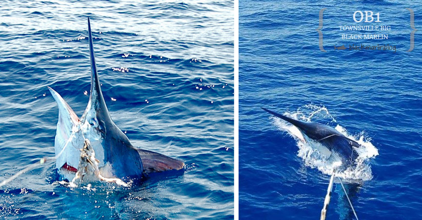 big-black-marlin-townsville-cairns