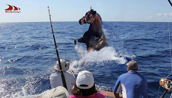 One of Rhino on IONA's great Melbourne Cup pics!