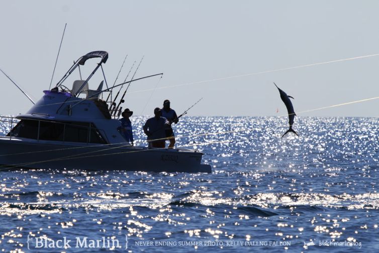 black-marlin-summer