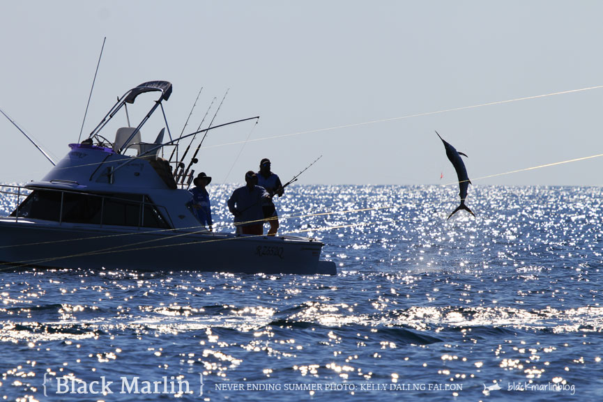 black-marlin-still-outshining-stripes