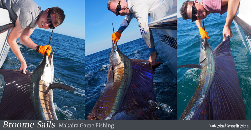 sailfish-firing-in-broome-its-that-time-of-year