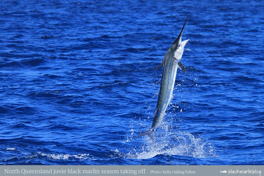 queensland-marlin-weekend-north-and-south