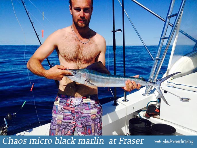 micro-black-marlin-video