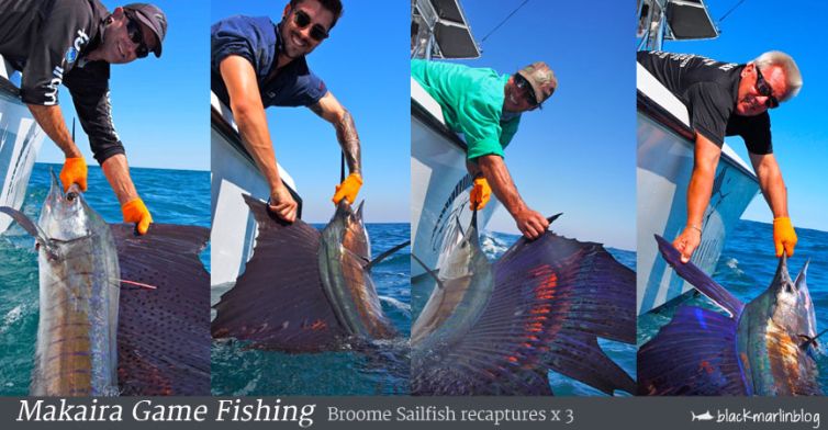 sailfish-recaptures-makaira