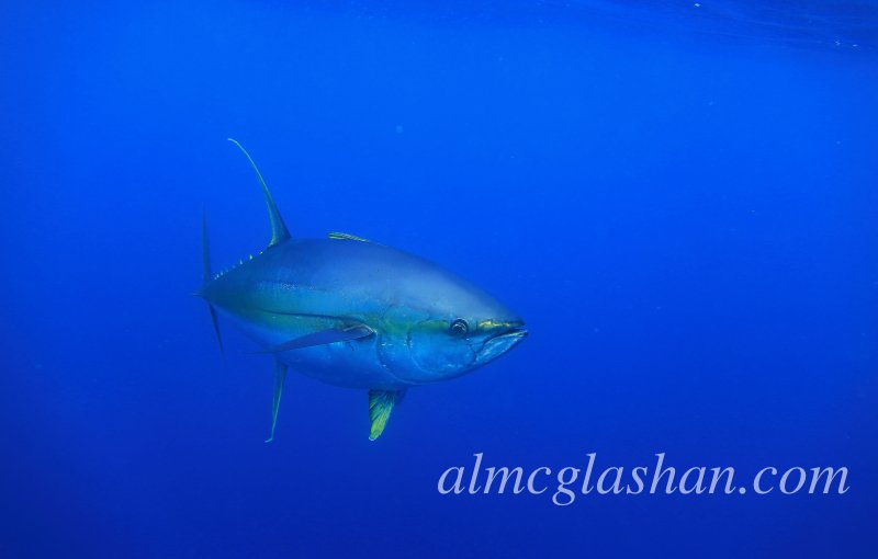 al-mcglashan-ascension-island-juvie-black