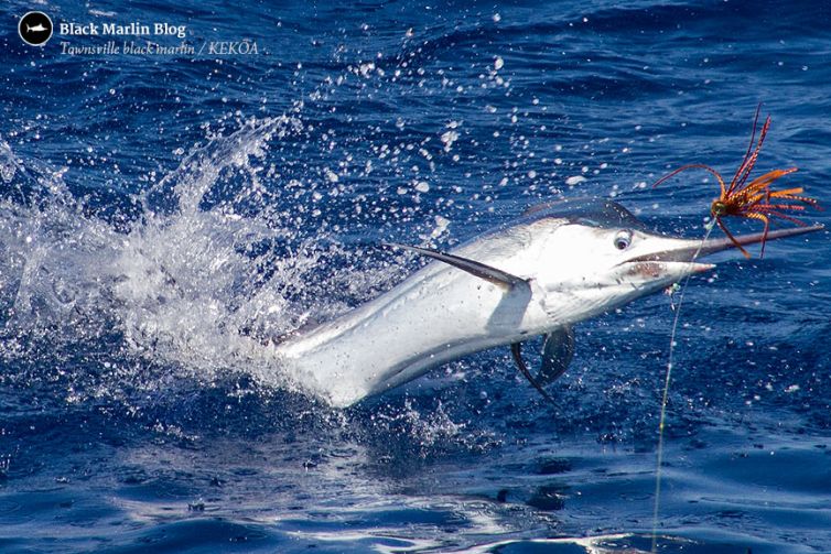 Juvie Black Marlin