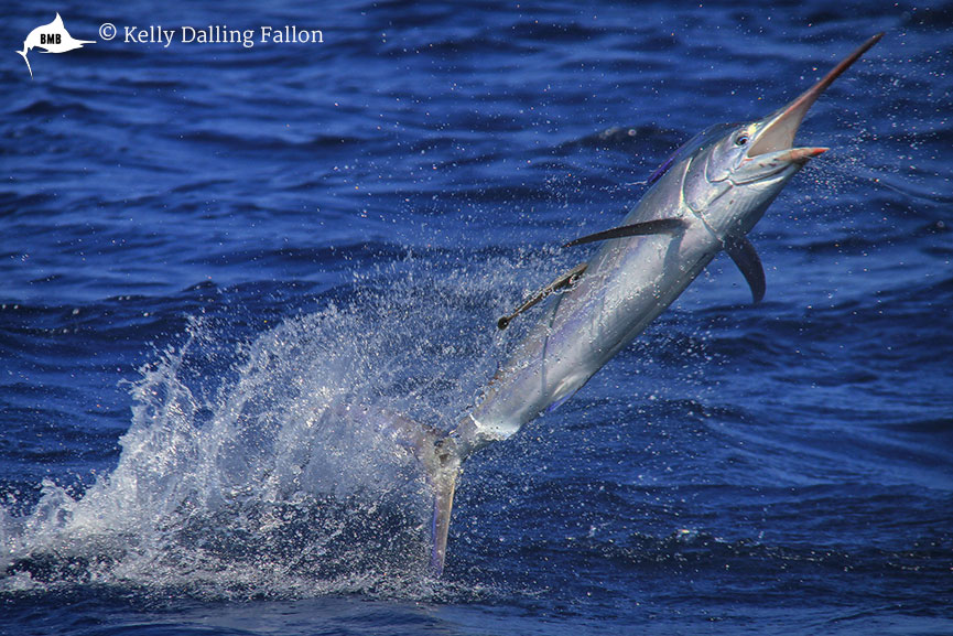 innisfail-billfish-comp