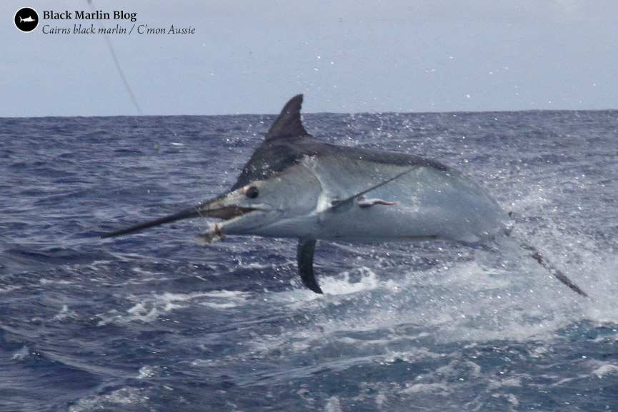 cairns-bigger-smaller-black-marlin