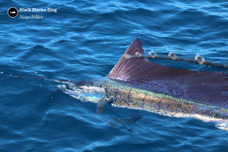 weipa-billfish-and-east-coast-light-tackle-marlin