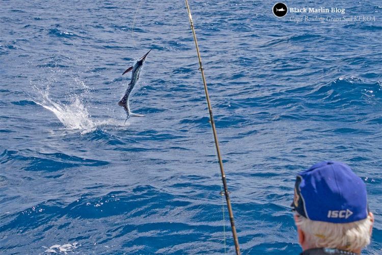 kekoa-sailfish