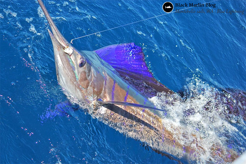 big-marlin-season-countdown