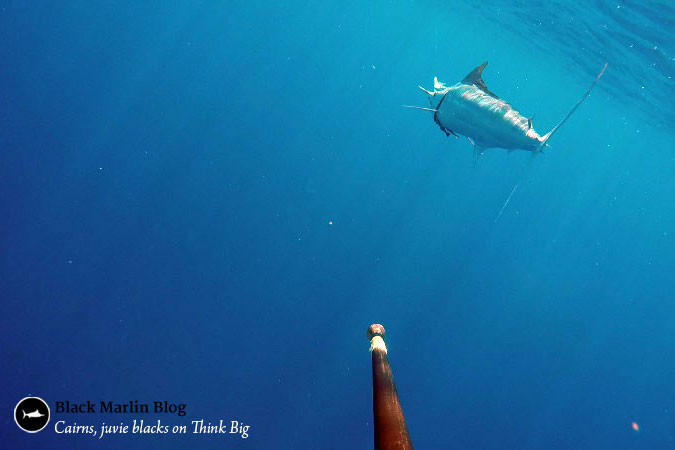 cairns-little-black-marlin