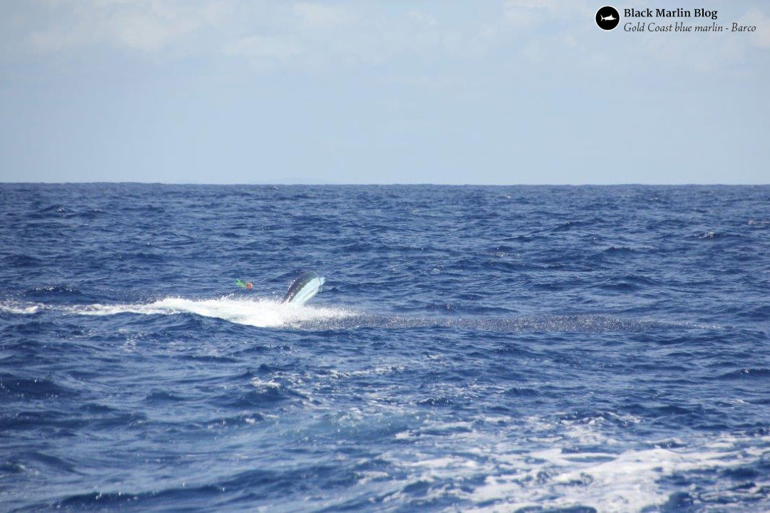 2015-lizard-island-black-marlin-classic-day-2-gold-coast-blues