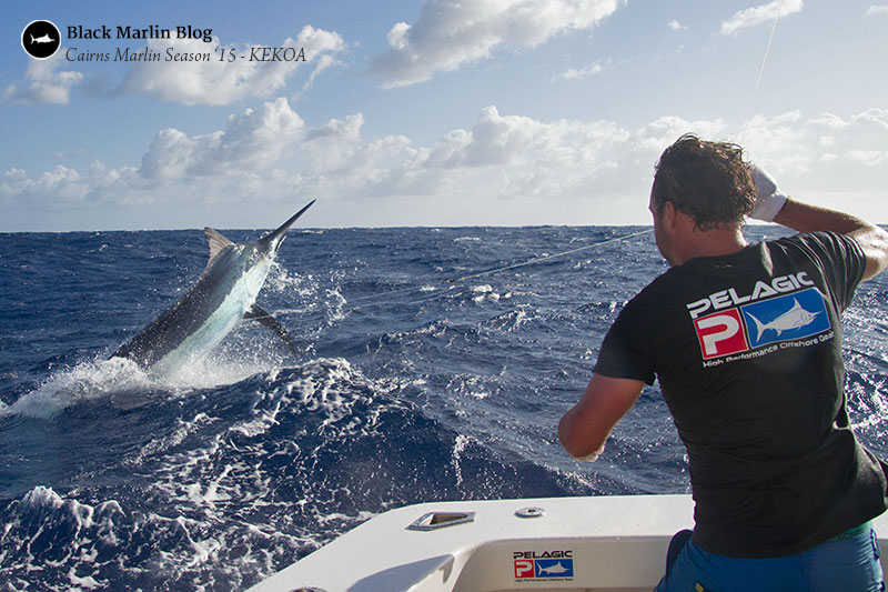 cairns-black-marlin-gold-coast-blue-marlin-and-weipa-billfish-tourney-results