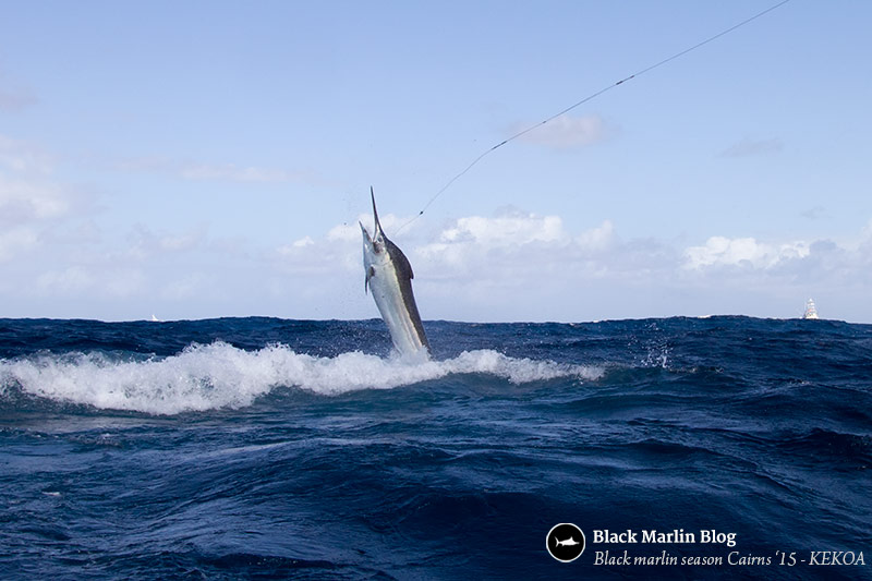 quick-post-before-lizard-island-black-marlin-classic