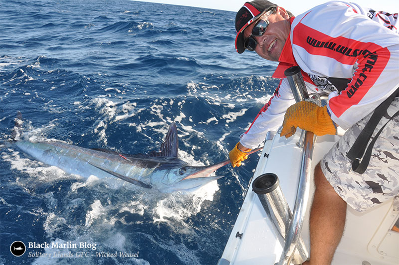 marlin-bite-cairns-to-goldy-to-coffs-blues-blacks-and-stripes