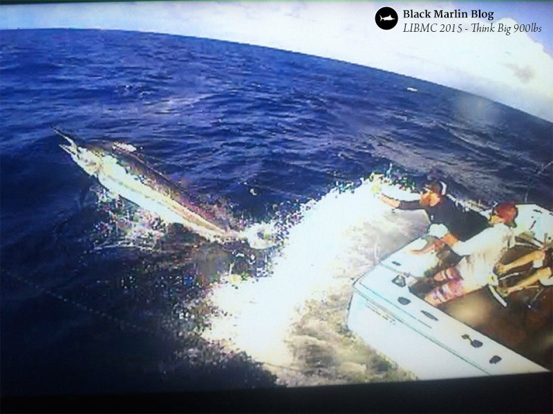 29th Lizard Island Black Marlin Classic Tournament Report (2015)