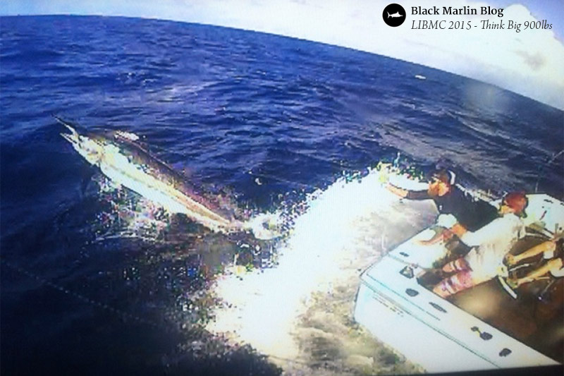 2015-lizard-island-black-marlin-classic-day-1-early-season-stripes