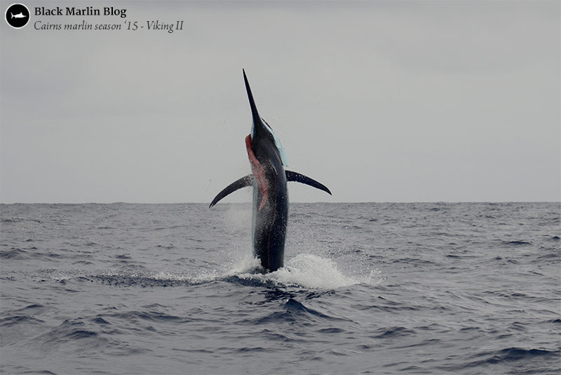 lizard-island-black-marlin-classic-begins-and-catch-up-reports