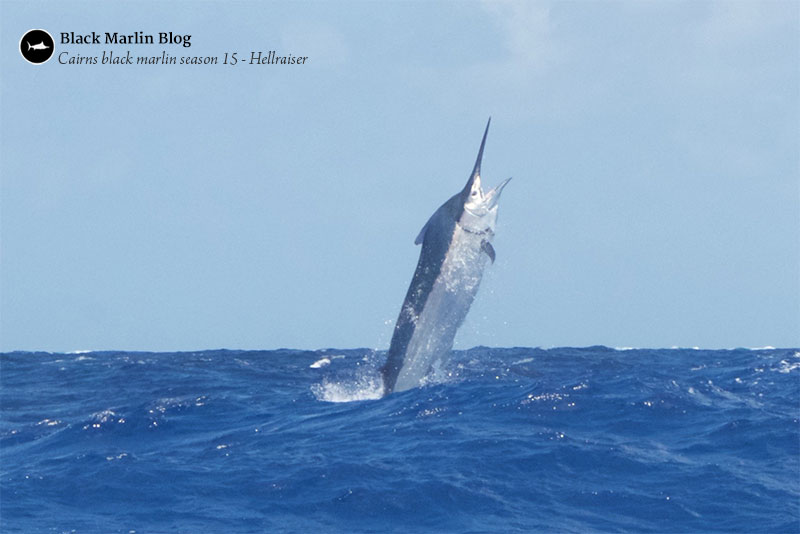 more-big-fish-showing-on-the-reef-and-more-juvies-too