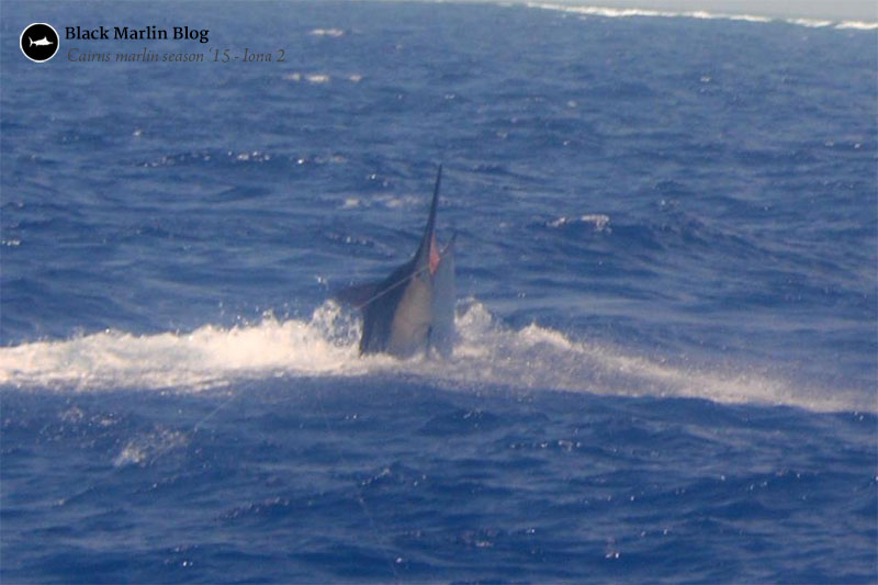 more-great-fishing-on-the-reef