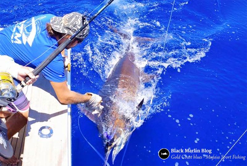 gold-coast-blue-marlin-2016-nsw-interclub-first-weekend