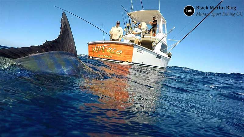 spgsfc-blue-marlin-bash-port