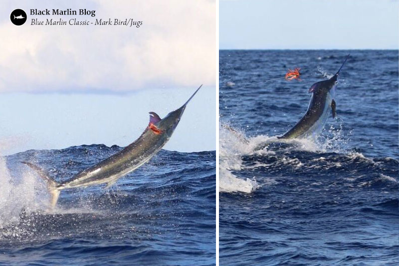 2016-gold-coast-blue-marlin-classic