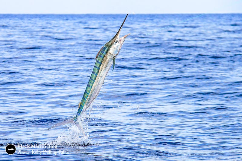 juvie-black-marlin-lucinda-comp