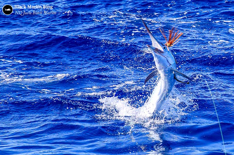 nq-juvenile-black-marlin