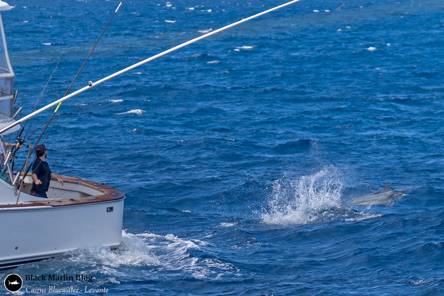 cairns-bluewater-billfish-tournament