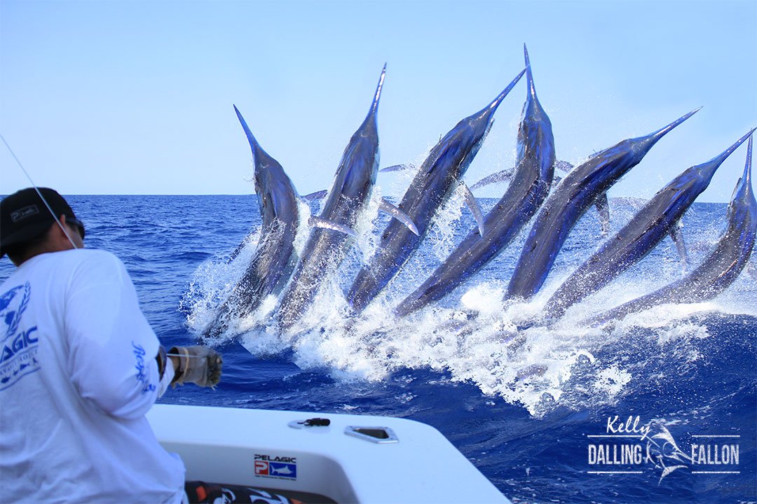 marlin-fishing-images