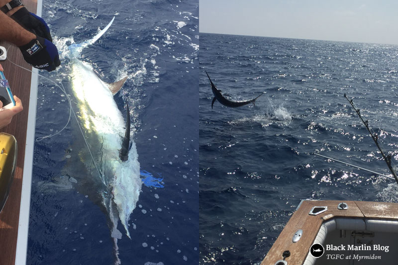 townsville-big-marlin-season-cairns-availability