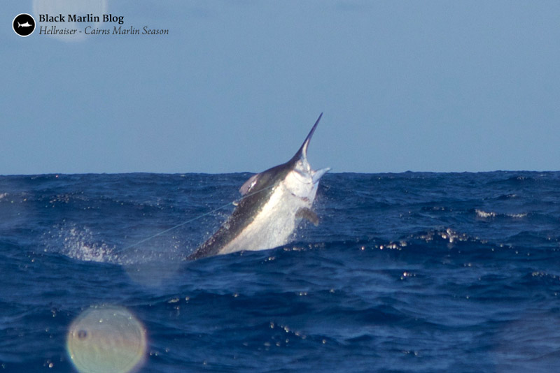 nq-marlin-season-cairns-townsville