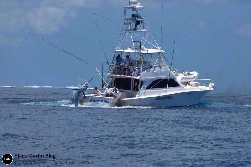 cairns-big-black-marlin-season-gold-coast-blues