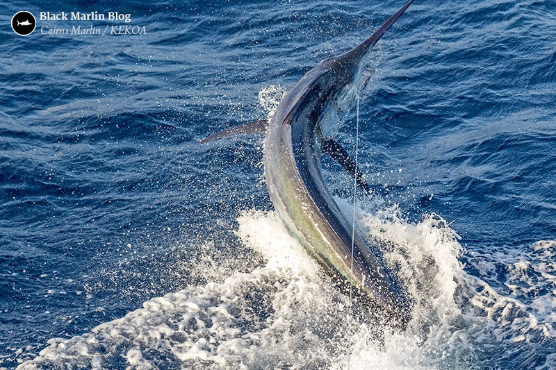 cairns-gold-coast-weipa-billfish-tournament